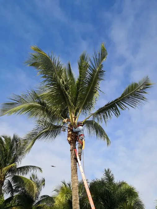 Arborist in coconut palm trimming dead fronds from tree