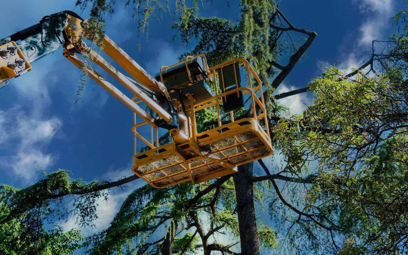 regular tree inspection done by a Plantation Tree Services pro