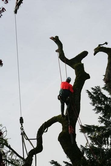 A tree service company employee in a red jacket and safety gear climbs and trims a large tree, secured by ropes and harness, with overcast skies as a backdrop.